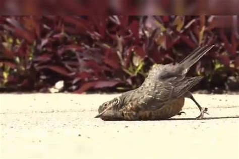 麻雀死亡前兆 八字鐵